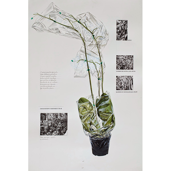 Daniel Caballero, Expedição botânica entre avenidas paulistanas, Phalaenopsis azul, aquarela e nankin sobre papel, 80x 60cm